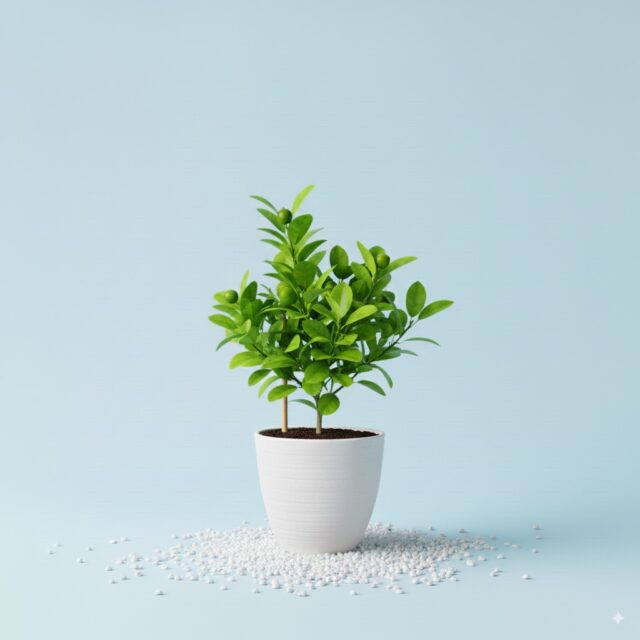 Fruit & Spice Plants