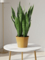 Snake Plant (Green)