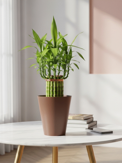 Lucky Bamboo Plant