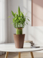 Lucky Bamboo Plant