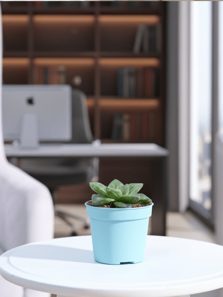 Haworthia Cymbiformis Plant