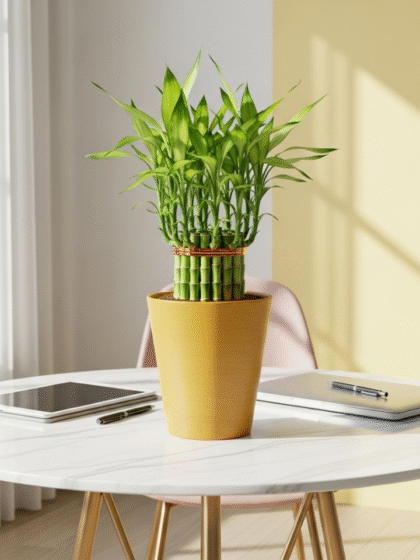 Lucky Bamboo Plant