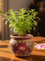 Tulsi