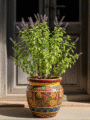 Tulsi