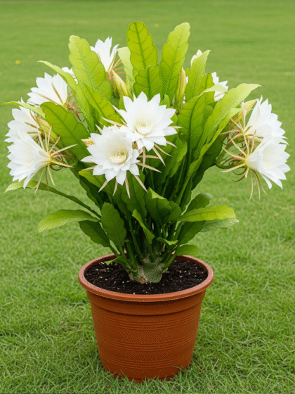 Bhrahma kamal plant
