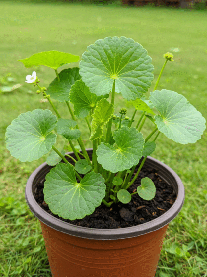 Centella Plant(Thankuni)