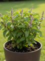 Black Tulsi