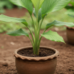 Turmaric plant