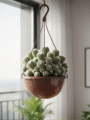 Ball Cactus