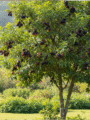 Jamun- Black Berry plant