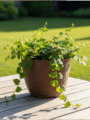 Wall Creeper Plant