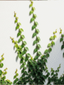 Wall Creeper Plant
