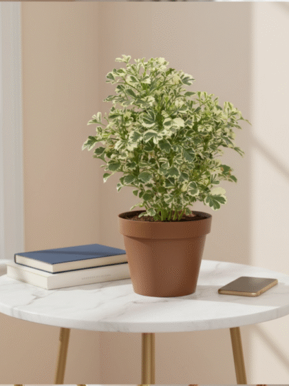 Aralia Variagated Plant