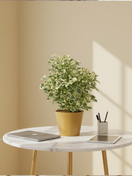 Aralia Variagated Plant