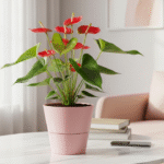 Anthgurium Red plant