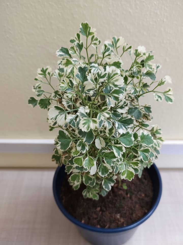 Aralia Variagated Plant