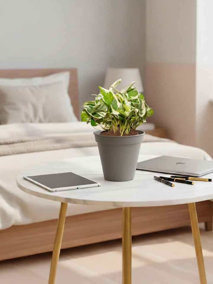 Money Plant N'Joy