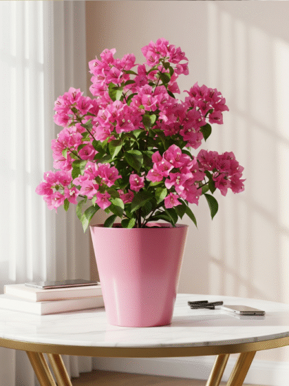 Bougainvillea