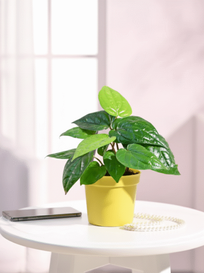 Betel Leaf Plant