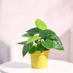 Betel Leaf Plant