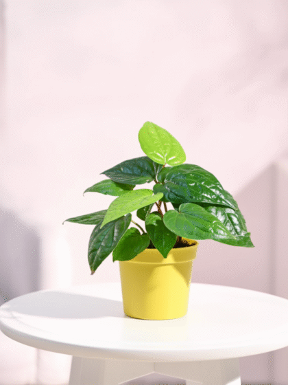 Betel Leaf Plant