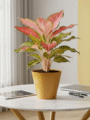 Aglaonema Pink Beauty Plant