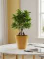 Ficus Bonsai Plant