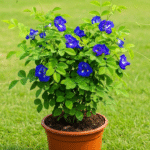 Aparajita