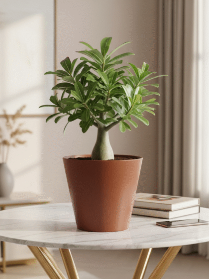 Adenium