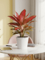 Aglaonema Red Plant