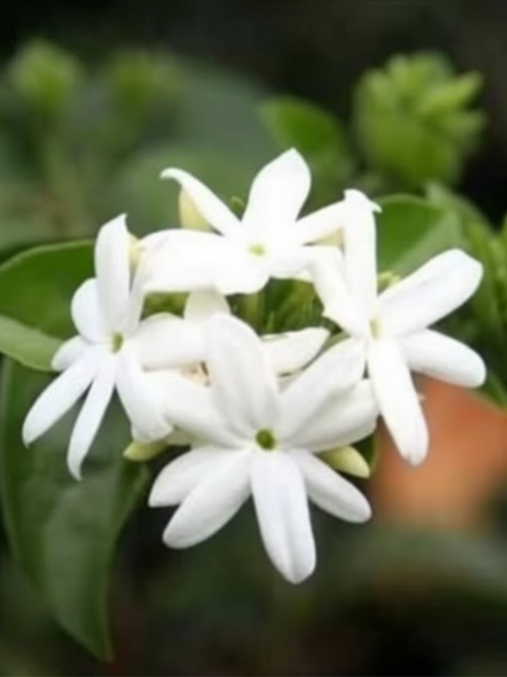 Jasmine(jui)