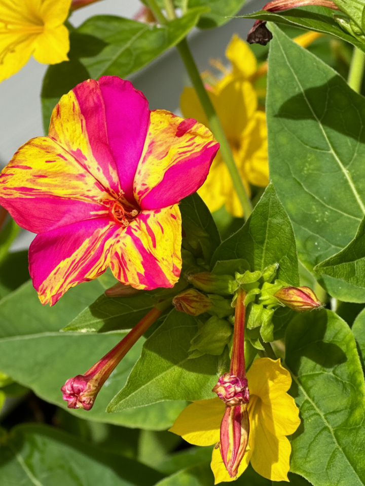 Marvel-Of-Peru(Sondhyamalati)