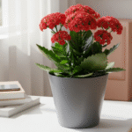 Kalanchoe Plant Red