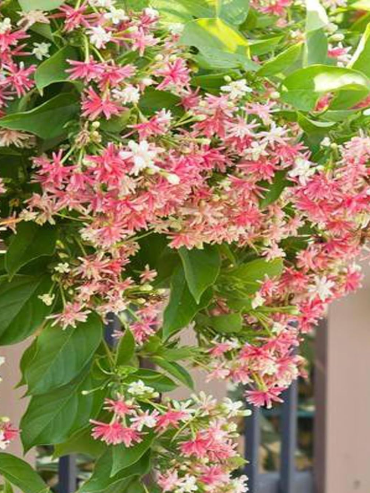 Hiptage Plant( Madhabi Lata)