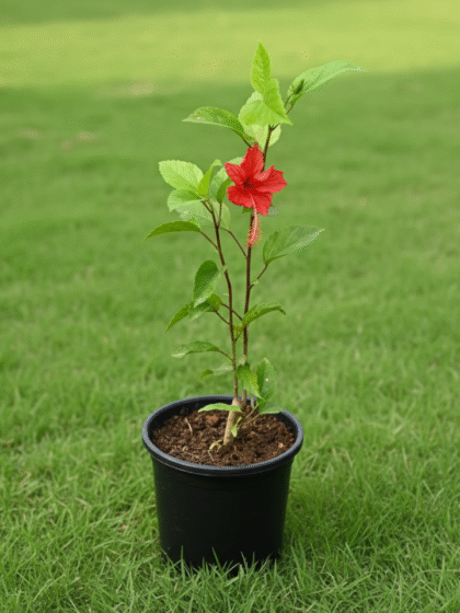 Hibiscus (Indian Red)