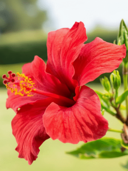 Hibiscus (Indian Red)