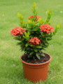 Ixora (Rangan)