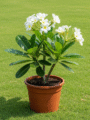 Plumeria (Champa)