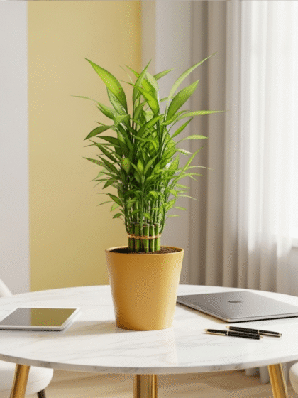 Bamboo Palm Plants
