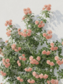 Climbing Rose Plant