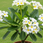 Plumeria (Champa)