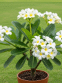 Plumeria (Champa)