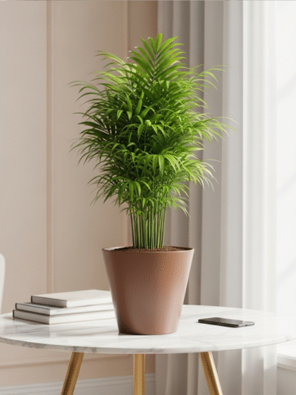 Bamboo Palm Plants