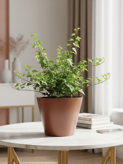 English Ivy Plant