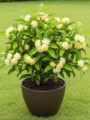 Water Apple Plant(Jamrul)