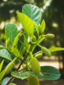 Jackfruit Plant