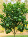 Papnus Fruit Plant (Batabi)