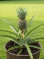 Pineapple Plant