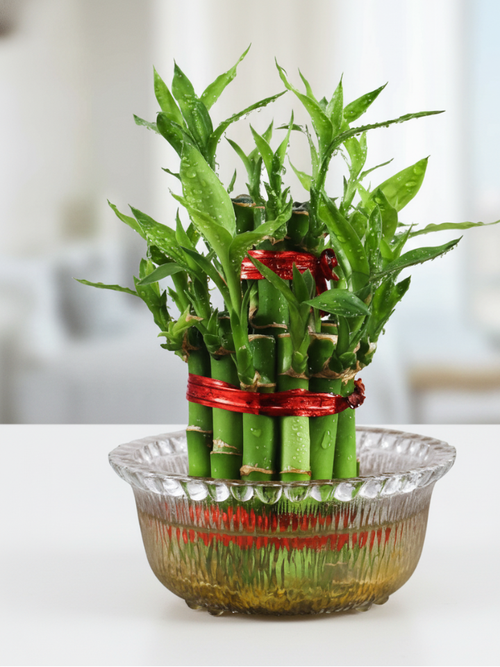 Lucky Bamboo-2 layered