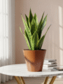 Snake Plant (Golden Hahnii)